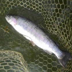 大安トラウトレイク 釣果